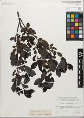 Foto von Salix myrsinifolia Salisb.